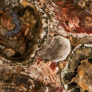Petrified Wood Caesarstone Concetto Countertop 3